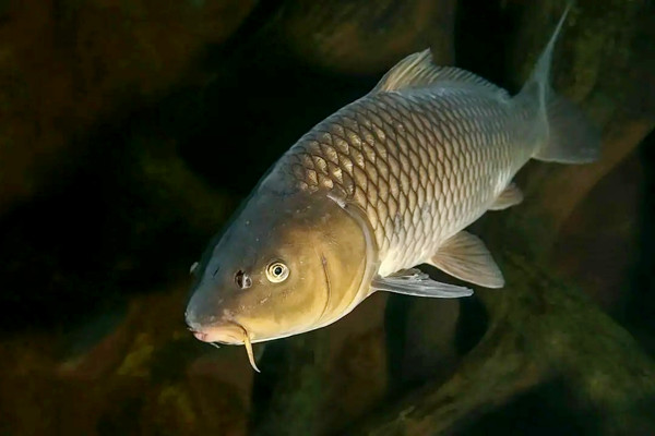 養哪種魚可以放沸石粉？又如何使用呢？