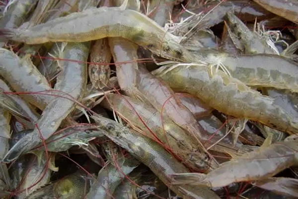 養蝦時用可以用沸石粉嗎？用料多少？