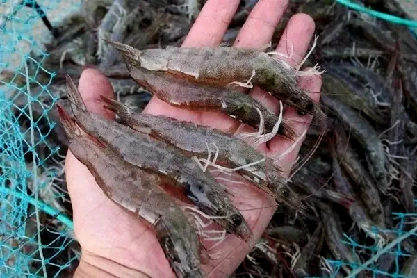 沸石粉對蝦養(yǎng)殖使用禁忌