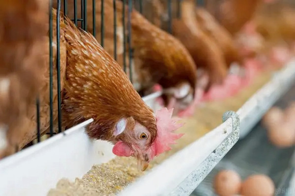 沸石粉用作飼料添加劑有什么優點？