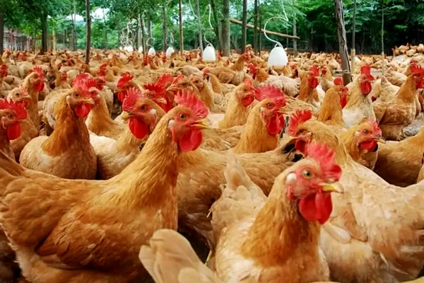 沸石應用于飼料和墊料領域