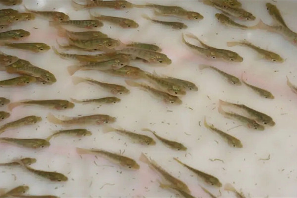 沸石粉在水產養殖中的用法和用量如何？