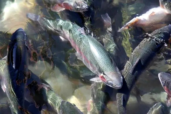 魚蝦養殖不能缺少的東西——沸石粉-國投盛世