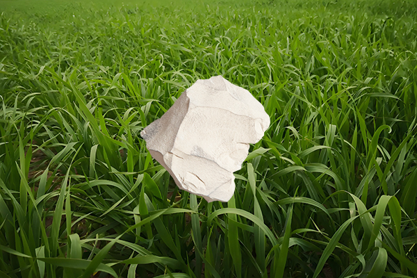 用天然沸石給燕麥種植是否能顯著提高產(chǎn)量？
