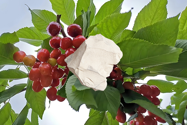 想為櫻桃增產(chǎn)用天然沸石怎么樣？-國(guó)投盛世