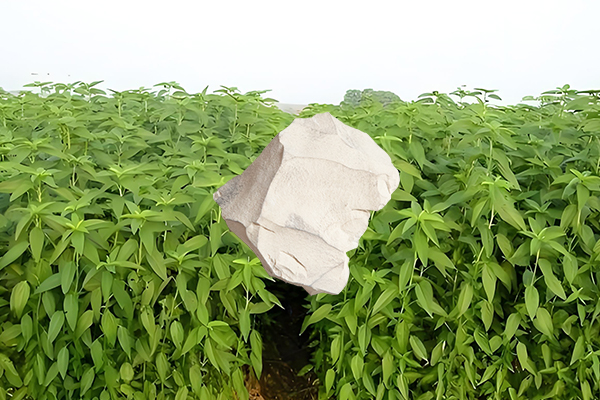 黃麻種植過程中添加沸石能否有效提升產量？