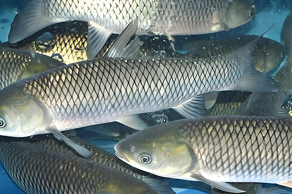 天然沸石在養殖草魚時的作用如何？
