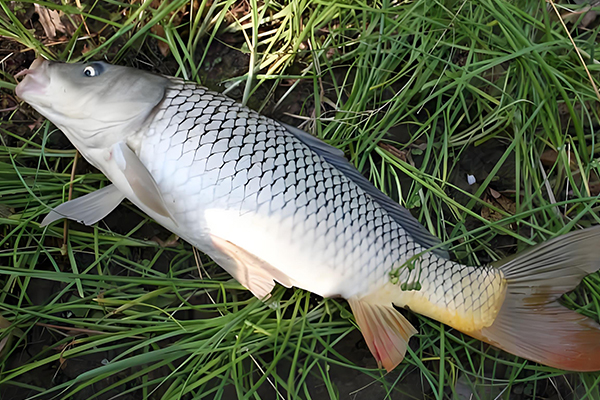 養殖鯉魚時為什么需要用到沸石？