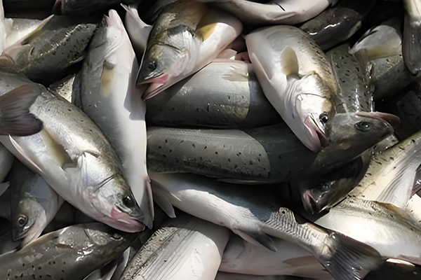 用200目沸石粉養清江魚合適嗎？