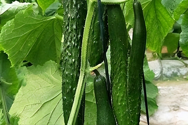 種植黃瓜用多大粒徑的沸石？-國(guó)投盛世