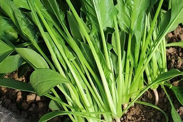沸石能否對菠菜的種植進行增產(chǎn)？