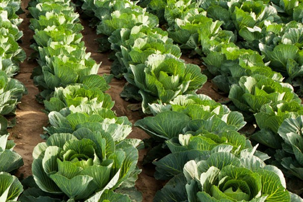 為什么在種植甘藍時添加沸石能促進生長？-國投盛世