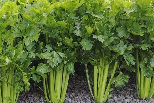 種芹菜時可以加入沸石嗎？-國投盛世