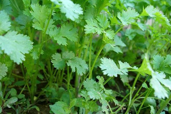 種植香菜時(shí)沸石能發(fā)揮什么作用？