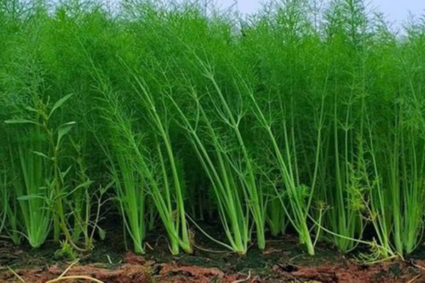 種茴香時加入沸石真的能提升產量嗎？-國投盛世