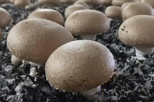 種蘑菇時加入沸石真的能夠有效提升產量嗎？-國投盛世