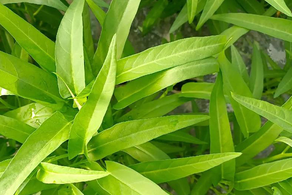 沸石能否助力空心菜產(chǎn)量提升？-國投盛世