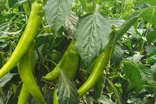 尖椒種植能否因沸石而受益？-國投盛世
