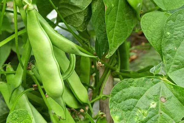沸石能為扁豆種植帶來哪些改變？