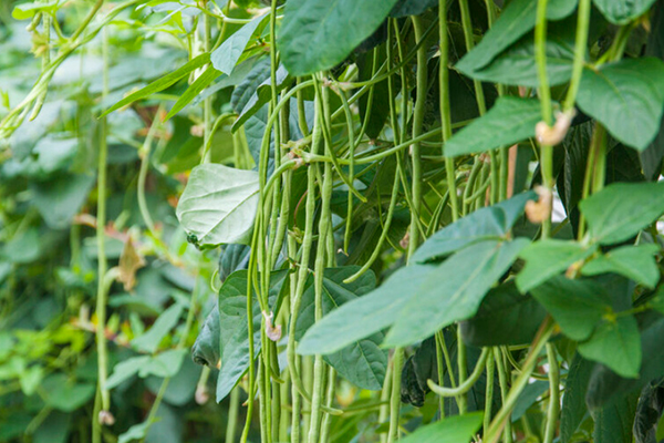 沸石能提升豇豆種植效果嗎？