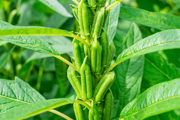 芝麻種植能否借助沸石提升品質(zhì)？-國投盛世