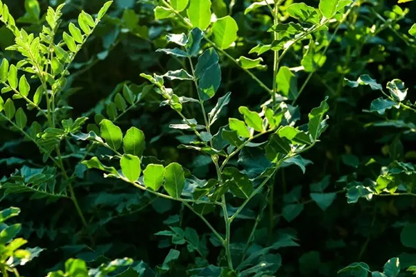 甘草種植時添加沸石能增產嗎？-國投盛世