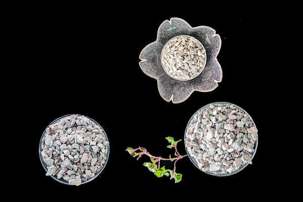 萵苣種植時添加沸石能提升產量嗎？