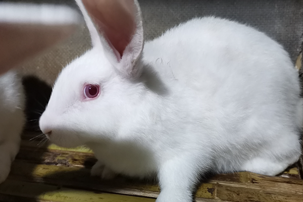 飼養(yǎng)家兔時可以使用沸石嗎？