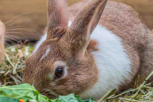 沸石在家兔飼料中應(yīng)用效果如何？