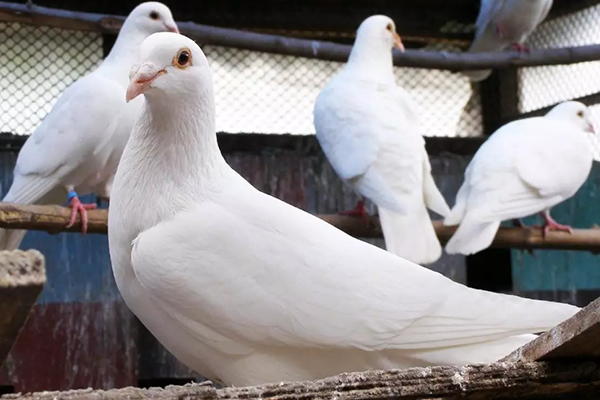 飼養鴿子時為什么要用到沸石？-國投盛世