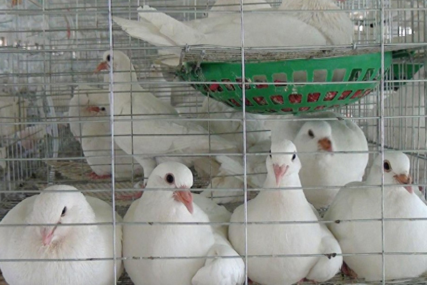 為什么肉鴿飼料中添加沸石能促進健康與生產？-國投盛世
