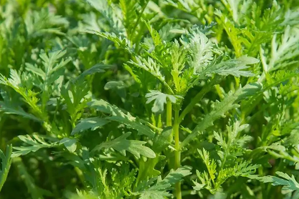 為什么種植茼蒿時(shí)加入沸石能增產(chǎn)？-國投盛世