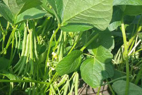 種植紅豆時加入沸石能提升產(chǎn)量嗎？-國投盛世