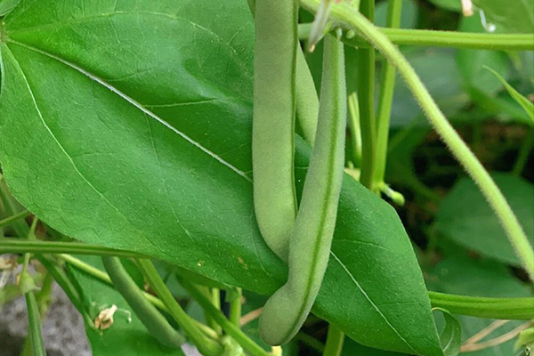 種植四季豆時(shí)加入沸石能提高產(chǎn)量嗎？-國(guó)投盛世