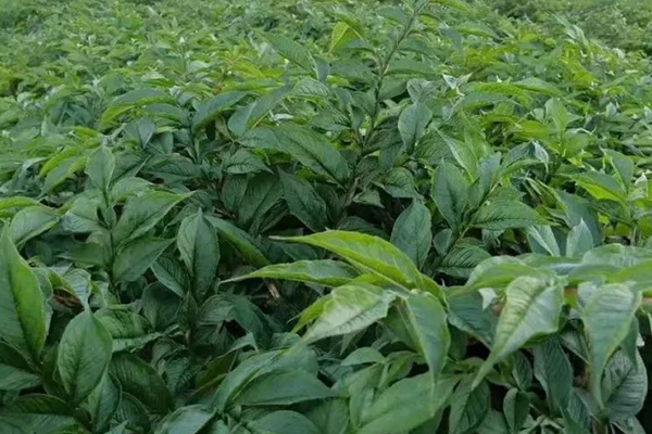 種植魔芋時加入沸石能提高產量嗎？