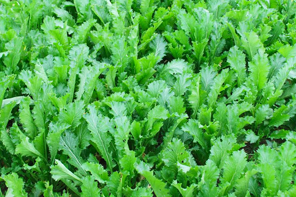 種植雪里蕻時加入沸石能提升產量嗎？