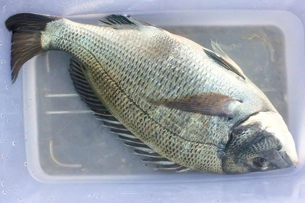 養殖鯛魚時為何沸石是不可或缺的助手?