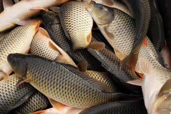 養(yǎng)殖鯉魚(yú)時(shí)添加沸石能帶來(lái)哪些好處？
