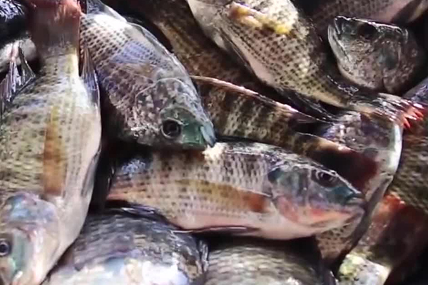 養(yǎng)羅非魚時(shí)加入沸石能帶來(lái)哪些好處？