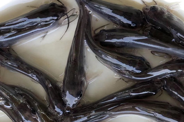 養鯰魚時加入沸石能帶來哪些好處？