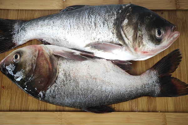 養胖頭魚時加入沸石能提升養殖效果嗎？-國投盛世