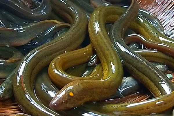 養(yǎng)泥鰍時添加沸石能改善水質(zhì)嗎？