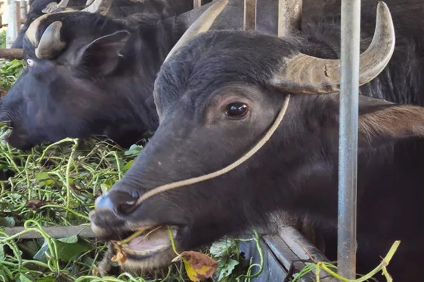 沸石能提升水牛飼養(yǎng)效率嗎？