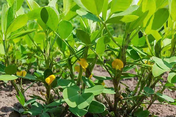 花生種植能否添加沸石？