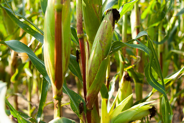 玉米種植何時添加沸石效果最佳？