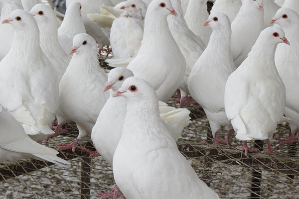 為什么飼養(yǎng)肉鴿時加入沸石能促進健康?