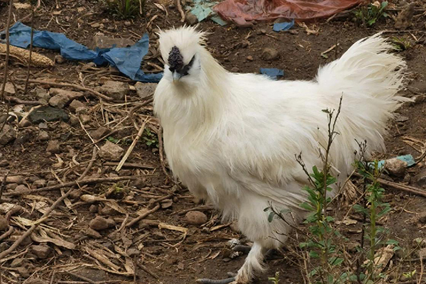 為什么飼養烏雞時加入沸石能改善效益？