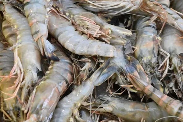 為什么魚蝦養(yǎng)殖加入沸石能優(yōu)化水質(zhì)？