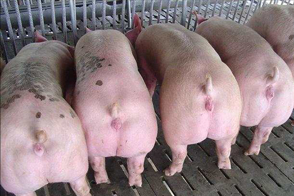 為什么瘦肉型豬養殖加入沸石能增效？