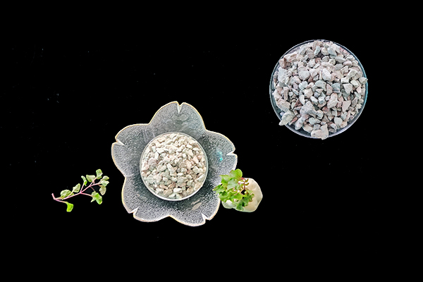 種植生菜時使用沸石能增產嗎？